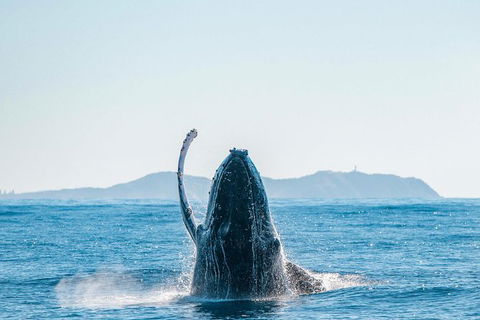 Premier Whale Watching Byron Bay - Holiday Adelaide 2