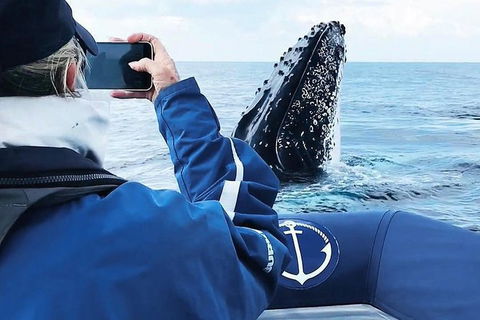Premier Whale Watching Byron Bay - Holiday Adelaide 6