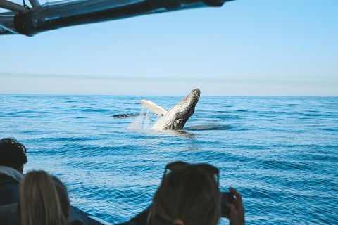 Premier Whale Watching Byron Bay - Holiday Adelaide 5