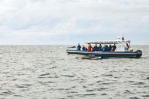 Premier Whale Watching Byron Bay - Holiday Adelaide 9