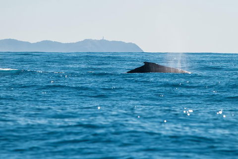 Premier Whale Watching Byron Bay - Holiday Adelaide 4