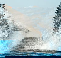 Premier Whale Watching Byron Bay - Holiday Adelaide