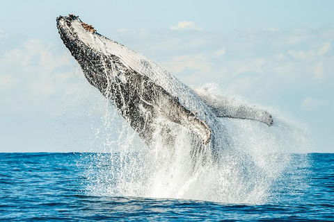 Premier Whale Watching Byron Bay - Holiday Adelaide 0