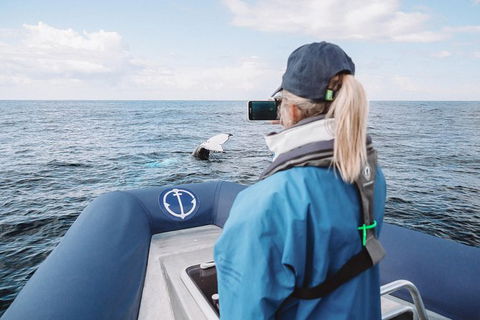 Premier Whale Watching Byron Bay - Holiday Adelaide 10