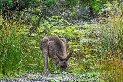 Beaches Of Eden Photographic Discovery Tours - Holiday Adelaide 11