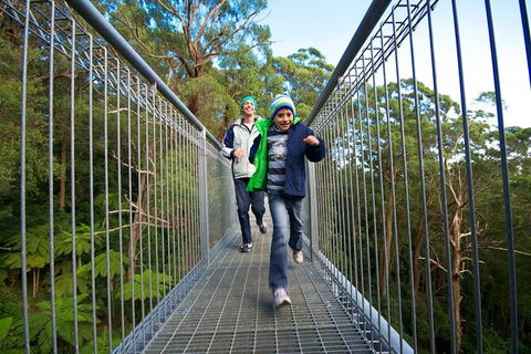 Illawarra Fly Treetop Adventures Treetop Walk Admission Ticket - Holiday Adelaide 7