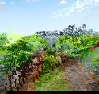 Tintilla Estate Wine Tasting with a Meat and Cheese Platter - Holiday Adelaide