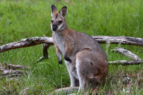 Ultimate Blue Mountains And Wildlife Tour - Holiday Adelaide 2