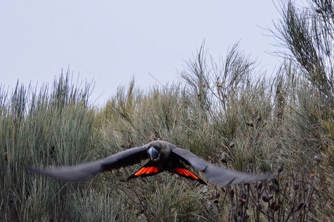 Ultimate Blue Mountains And Wildlife Tour - Holiday Adelaide 1