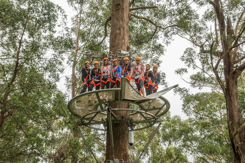 Illawarra Fly Treetop Adventures Admission Including Zipline Tour - Holiday Adelaide 4