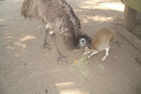 Small Group Blue Mountains, Featherdale, Lunch & Cruise Day Tour - Holiday Adelaide 3