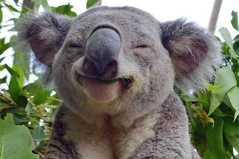 Small Group Blue Mountains, Featherdale, Lunch & Cruise Day Tour - Holiday Adelaide 10