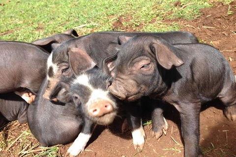 Paddock To Plate Farm Tour And Tasting - Holiday Adelaide 9