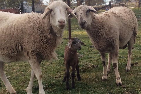 Paddock To Plate Farm Tour And Tasting - Holiday Adelaide 7