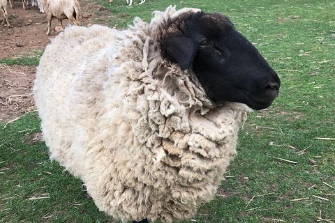 Paddock To Plate Farm Tour And Tasting - Holiday Adelaide 3