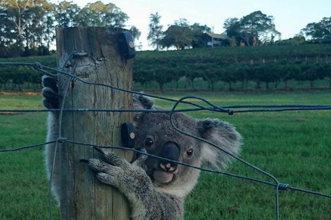 The Secret Vines Experience Port Macquarie - Holiday Adelaide 1