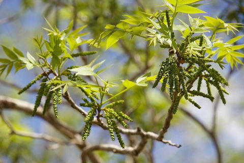 Pecan Farm Tour And Workshop, Byron Bay Hinterland - Holiday Adelaide 2