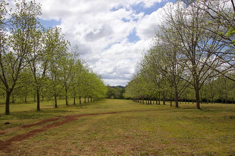 Pecan Farm Tour And Workshop, Byron Bay Hinterland - Holiday Adelaide 6