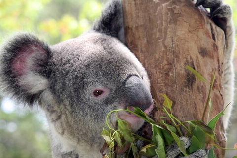 Private 10-hour Tour To Blue Mountains From Sydney - Hotel Pick Up & Drop Off - Holiday Adelaide 2