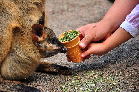 Blue Mountains Highlights & Wildlife Park - Holiday Adelaide 3