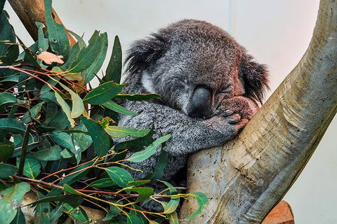 Blue Mountains Highlights, Wildlife Park And Scenic World Full Day Private Tour - Holiday Adelaide 1