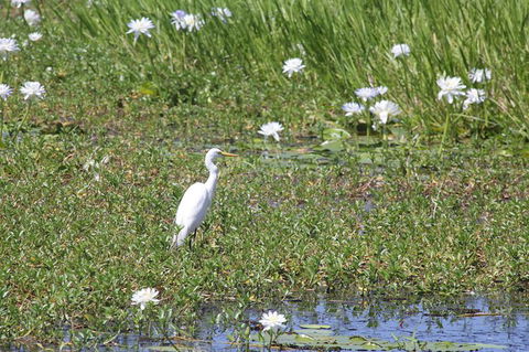 Jumping Crocs & Nature Adventure Cruise From Darwin - Holiday Adelaide 1