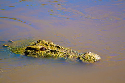 Jumping Crocs & Nature Adventure Cruise From Darwin - Holiday Adelaide 9