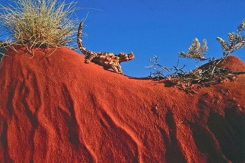 Alice Springs, Uluru Ayers Rock & Kings Canyon 8 Days Touring Package - Holiday Adelaide 4