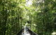 Aboriginal Cultural Daintree Rainforest Tour From Cairns Or Port Douglas - thumb 4