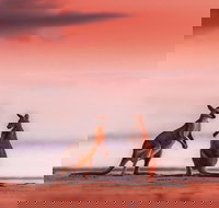 Wildlife Tour - Kangaroos on the Beach at Sunrise