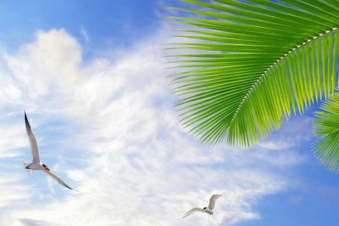 Airport Transfer - Mission Beach To Cairns Airport - Holiday Adelaide 4