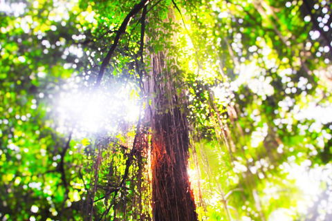 Airport Transfer - Mission Beach To Cairns Airport - Holiday Adelaide 1