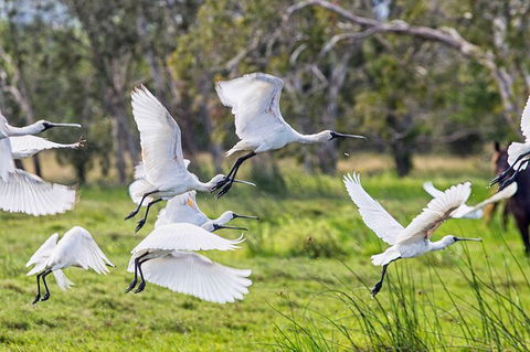 Reef, Wildlife & Rainforest - Reef & Beyond Guided Holidays - Holiday Adelaide 1