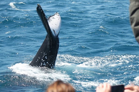 Half-Day Whale Watching In Urangan - Holiday Adelaide 2