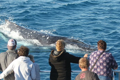 Half-Day Whale Watching In Urangan - Holiday Adelaide 5