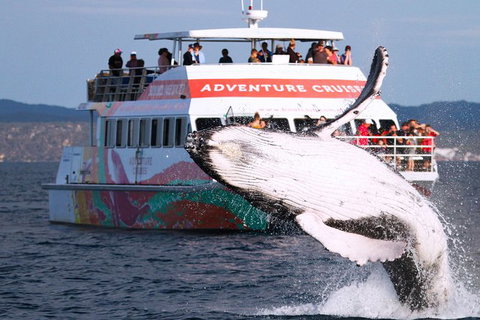 Half-Day Whale Watching In Urangan - Holiday Adelaide 0