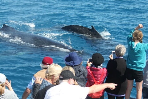 Half-Day Whale Watching In Urangan - Holiday Adelaide 4