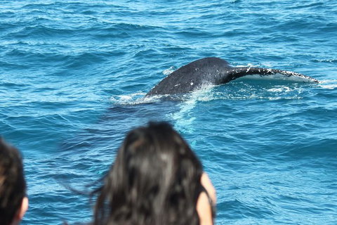 Half-Day Whale Watching In Urangan - Holiday Adelaide 7