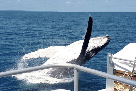 Half-Day Whale Watching In Urangan - Holiday Adelaide 3