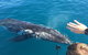 Half-Day Whale Watching In Urangan - thumb 6