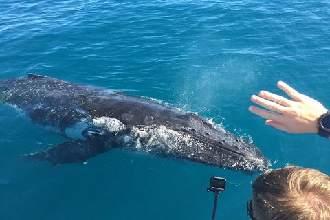 Half-Day Whale Watching In Urangan - Holiday Adelaide 6