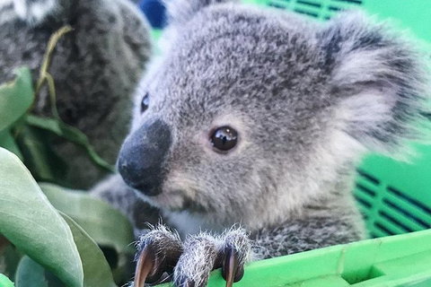 Nature By Night - Holiday Adelaide 4