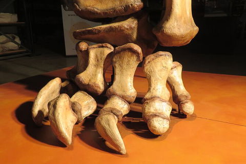 Australian Dinosaur Giants Tour - Holiday Adelaide 3