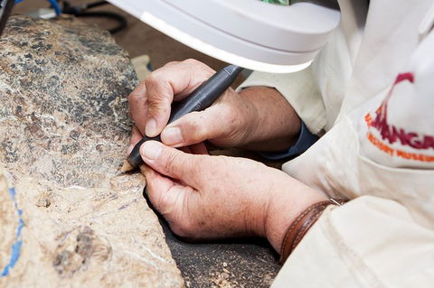 Australian Dinosaur Giants Tour - Holiday Adelaide 2