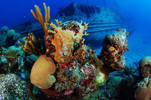 PADI Diving Courses On The Gold Coast - Holiday Adelaide 3