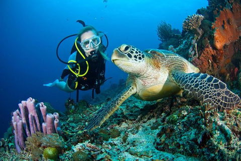 PADI Diving Courses On The Gold Coast - Holiday Adelaide 1