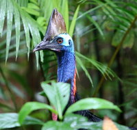 Guided Night Walk in Cape Tribulation