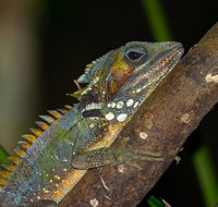 Family Night Walking Tour at Tropical Rainforest in Daintree