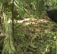 Small-Group Trekking Experience in Daintree National Park