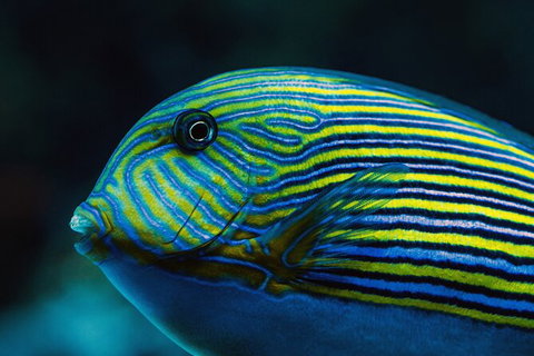 Cairns Aquarium By Twilight With 3 Course Dinner - Holiday Adelaide 4
